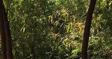 公园植物树木实景拍摄视频的预览图